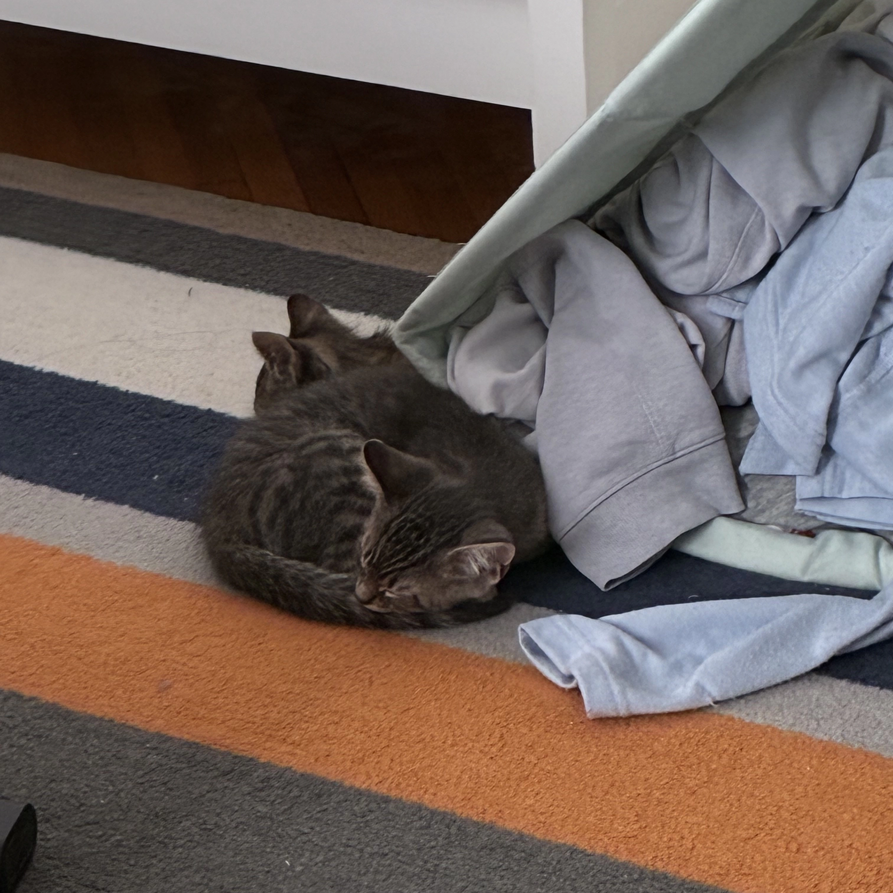 cat photo